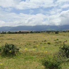 Investigan si la pareja se acercó a los terneros antes del ataque de las reses en Ceguilla