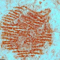 Hallan en Segovia la huella dactilar humana más antigua de Europa, atribuida a un neandertal