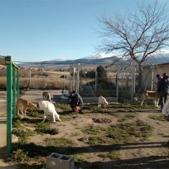Cs pide reforzar la seguridad en la Protectora de Animales