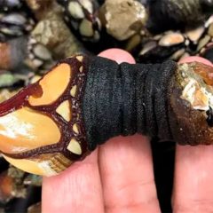 Una triste historia de percebes