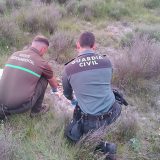 Investigan a un cazador por el uso de cebos envenenados en Cuéllar