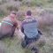 Investigan a un cazador por el uso de cebos envenenados en Cuéllar