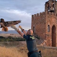 Seprona recupera un ejemplar de Búho Real en Ayllón