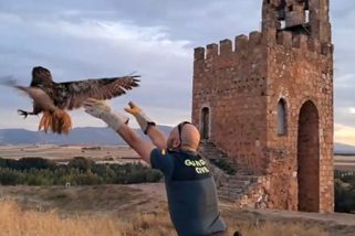 Seprona recupera un ejemplar de Búho Real en Ayllón