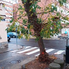 El Ayuntamiento inicia la sustitución de árboles deteriorados en la Albuera 