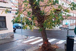 El Ayuntamiento inicia la sustitución de árboles deteriorados en la Albuera