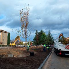 Comienza la plantación de árboles en la plaza de Calderón de la Barca