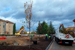 Comienza la plantación de árboles en la plaza de Calderón de la Barca