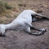 Investigan a un hombre por la muerte de una yegua abandonada