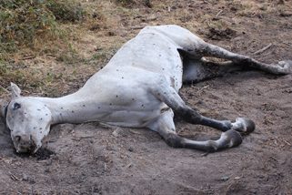 Investigan a un hombre por la muerte de una yegua abandonada