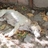 Encuentran en Nava de la Asunción 18 perros en estado crítico, incluidos dos muertos