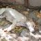 Encuentran en Nava de la Asunción 18 perros en estado crítico, incluidos dos muertos