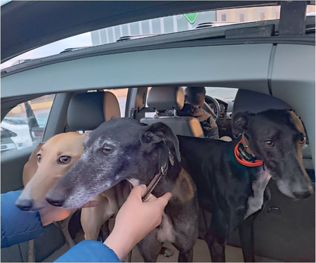 Interceptados cuatro cazadores con galgos y visor térmico en pueblos de Segovia