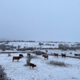 El ganado de Tabanera, sin agua por la gestión del caudal del Cambrones