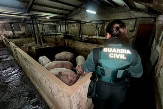 La Guardia Civil rescata 400 cerdos de una granja anegada en Aldea Real