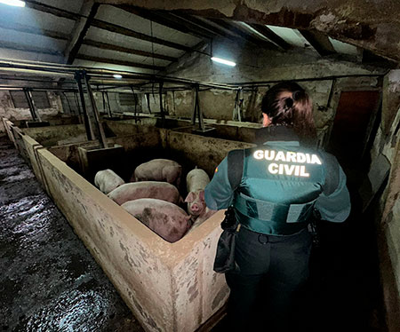 La Guardia Civil rescata 400 cerdos de una granja anegada en Aldea Real