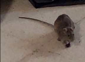 Denuncian una plaga de ratas en la Residencia Asistida de Segovia