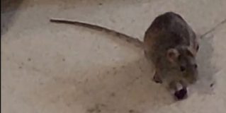 Denuncian una plaga de ratas en la Residencia Asistida de Segovia