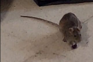 Denuncian una plaga de ratas en la Residencia Asistida de Segovia